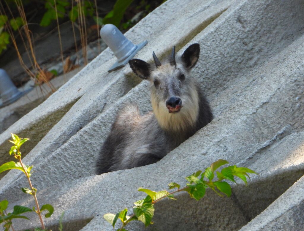 石積み斜面に座るニホンカモシカ