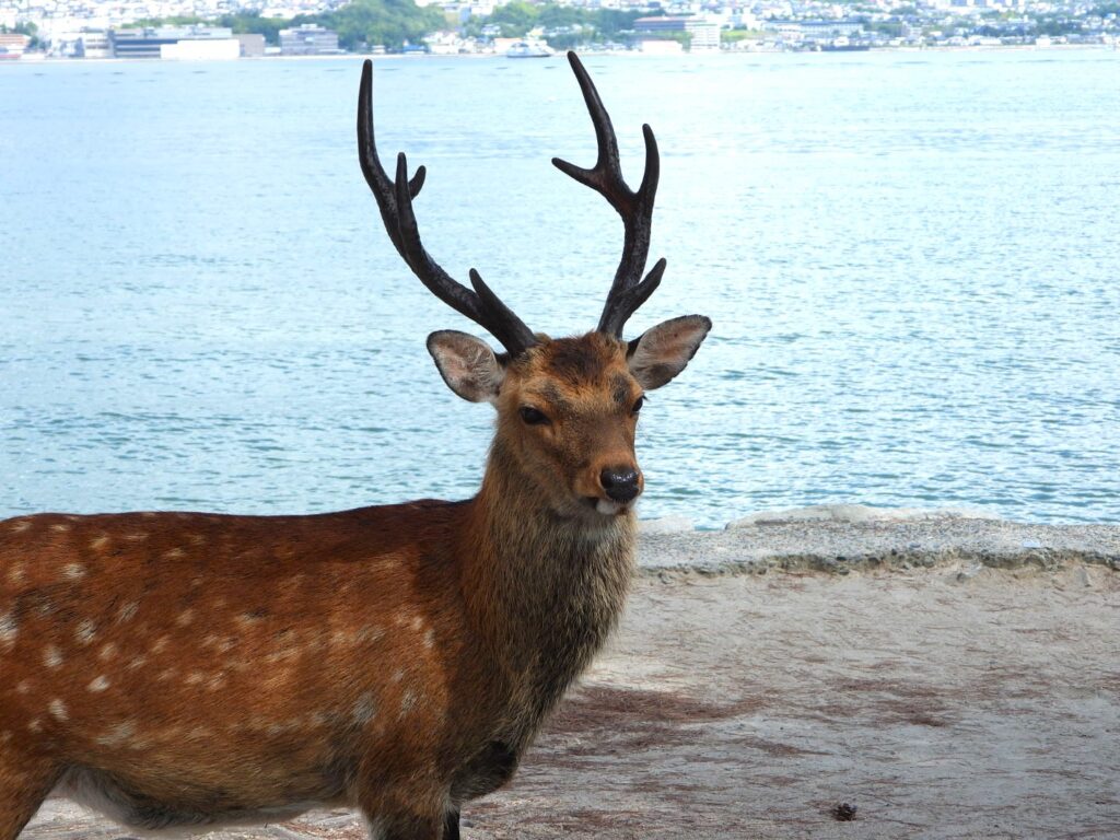 海を背景にした角のあるニホンジカのオス