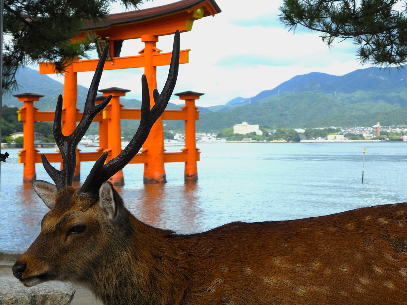 宮島の大鳥居を背景にしたニホンジカのオス
