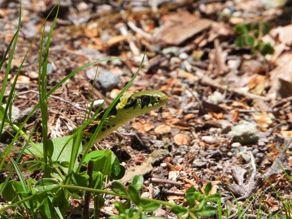 草むらから顔を出すヤマカガシの頭部