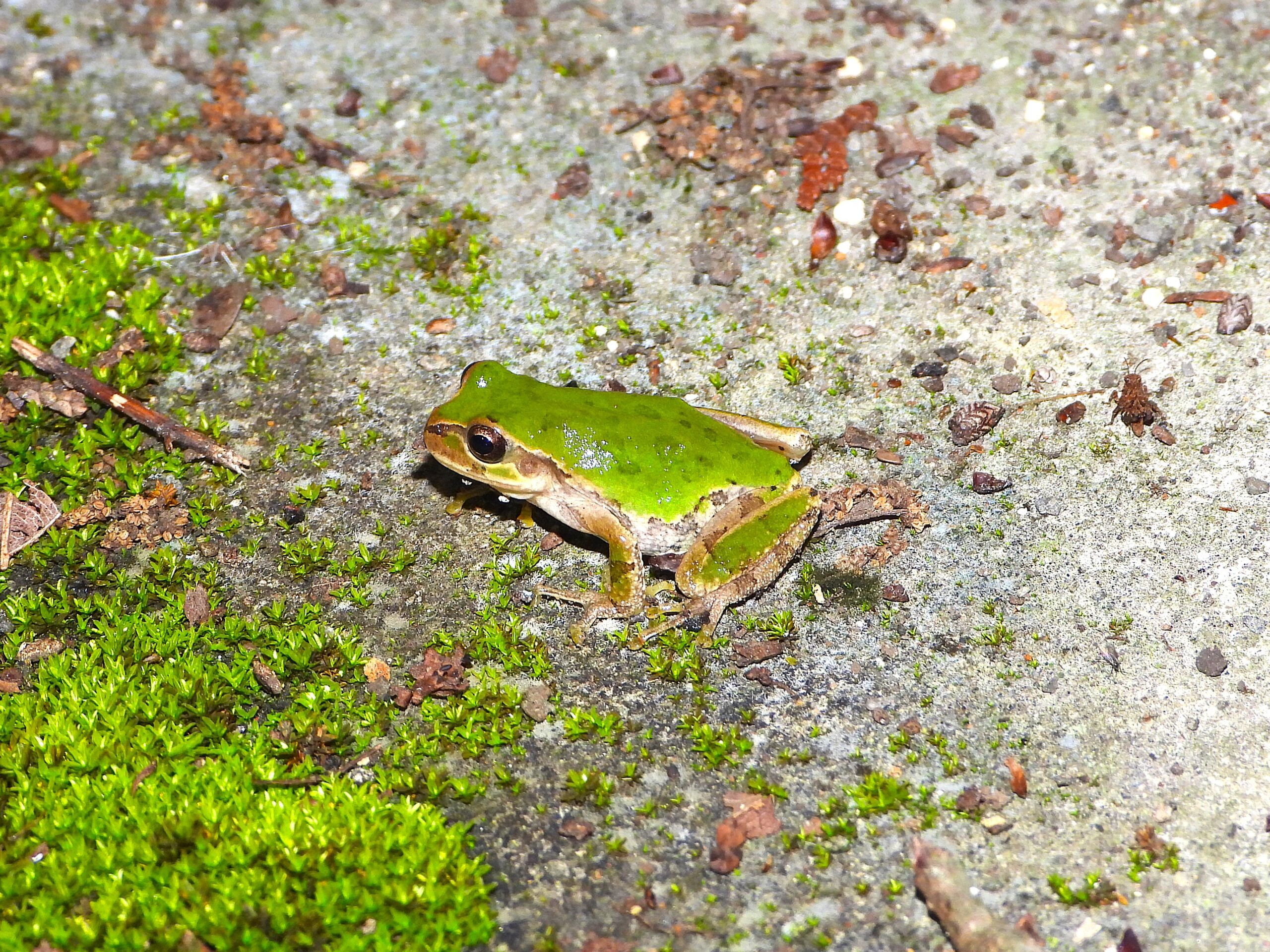 地面にいるヒガシニホンアマガエル