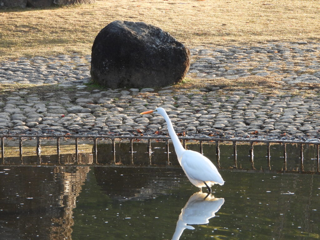 早朝の公園にいるダイサギ
