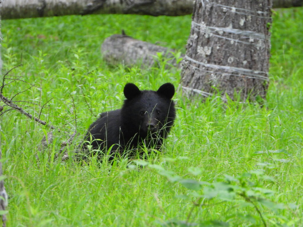 草地でこちらを警戒するツキノワグマの幼獣