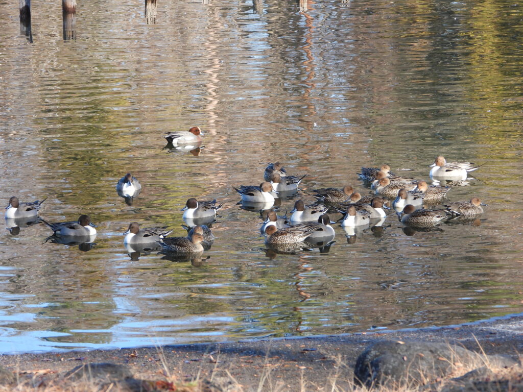 冬に池で群れで過ごすカモ類