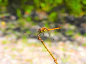 枝先にとまるアキアカネ