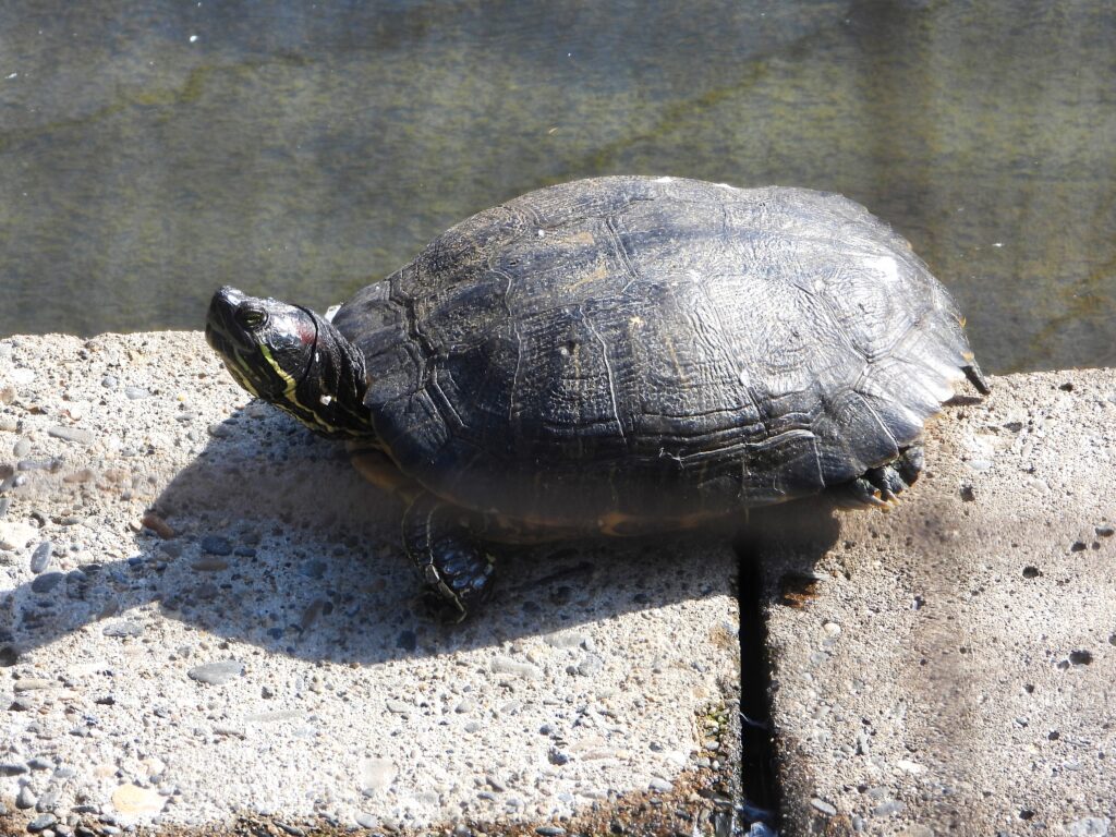 日向ぼっこするミシシッピアカミミガメ