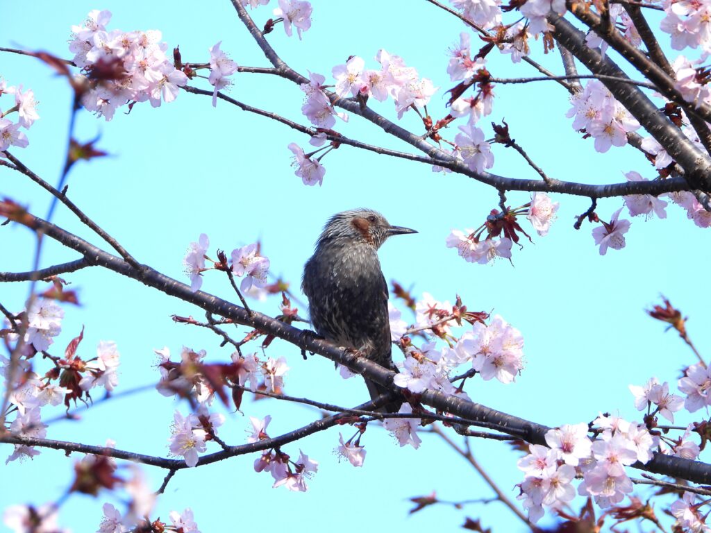 桜の木に来たヒヨドリ
