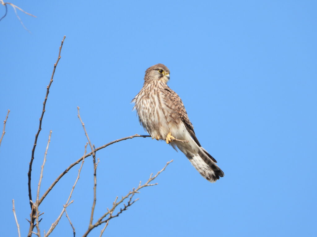 青空を背景に枝に止まるチョウゲンボウ 栃木県で観察した猛禽類