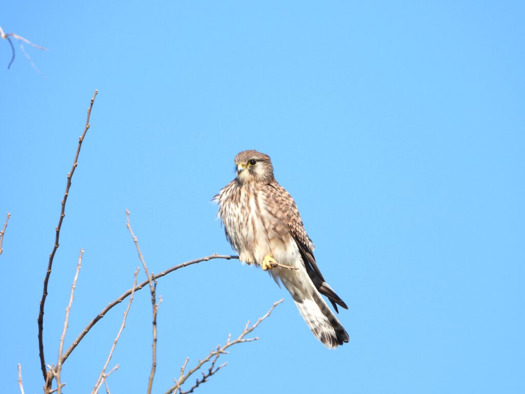 青空を背景に枝に止まるチョウゲンボウ