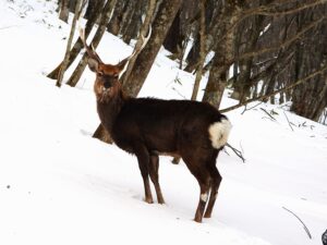 日光の雪の森で出会ったニホンジカのオス