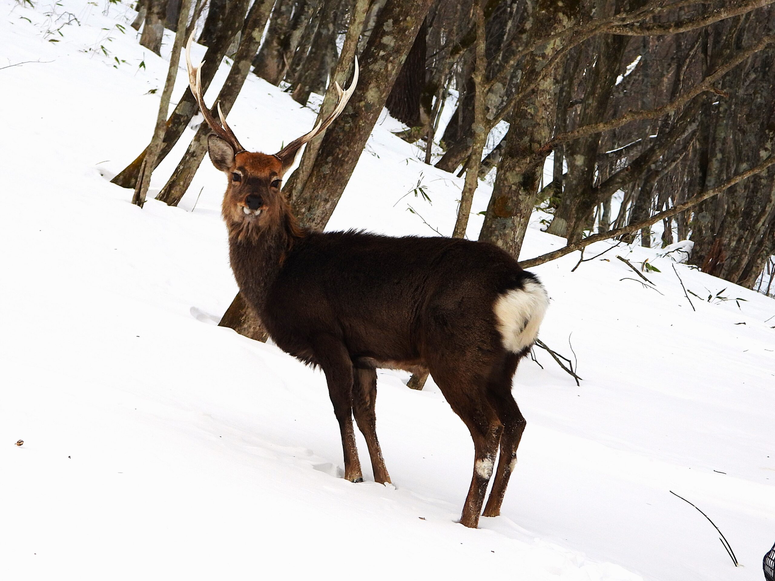 日光の雪の森で出会ったニホンジカのオス
