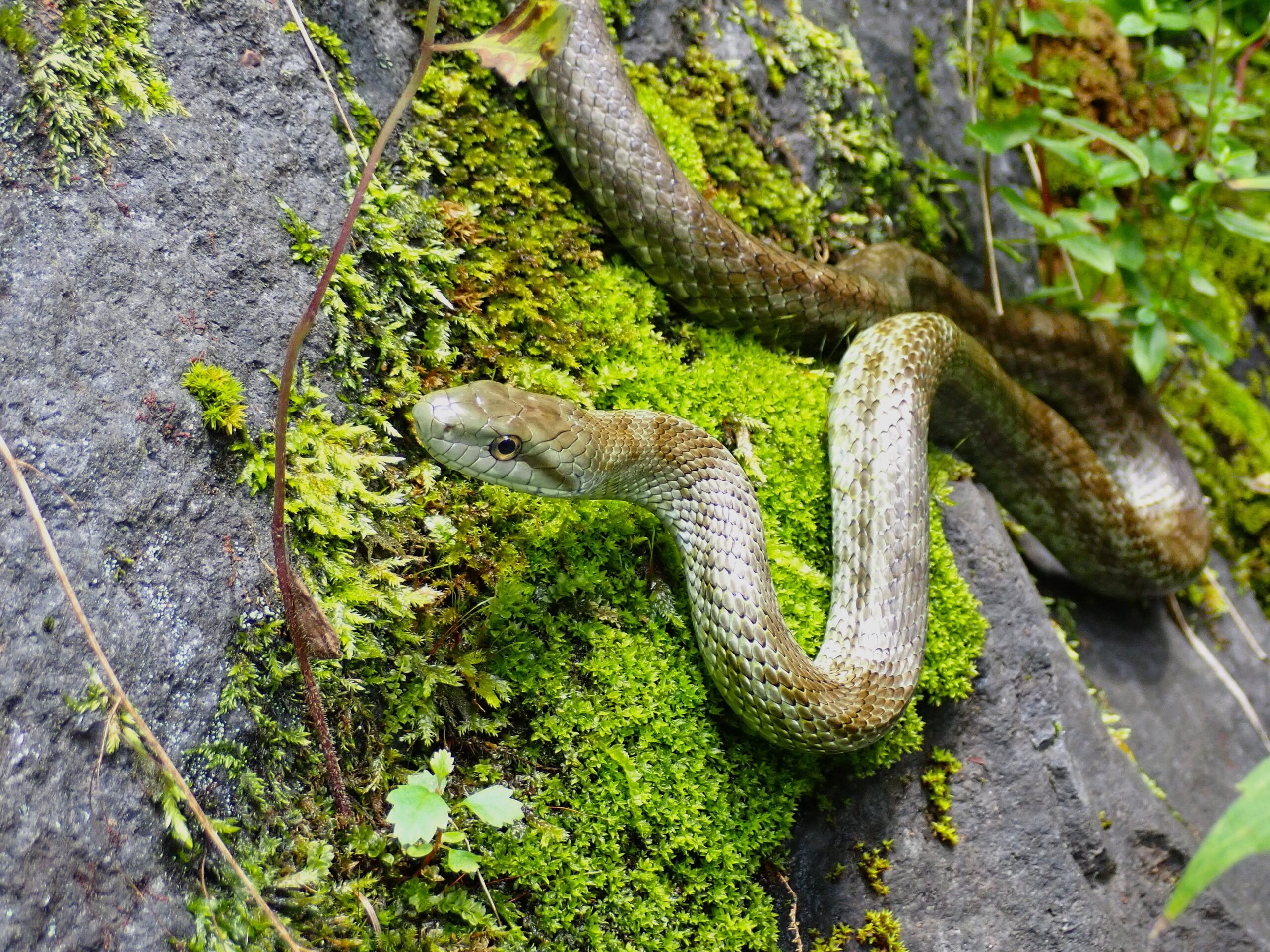 苔むした岩場を進むアオダイショウ