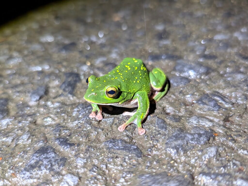 雨上がりの林道にいたシュレーゲルアオガエル