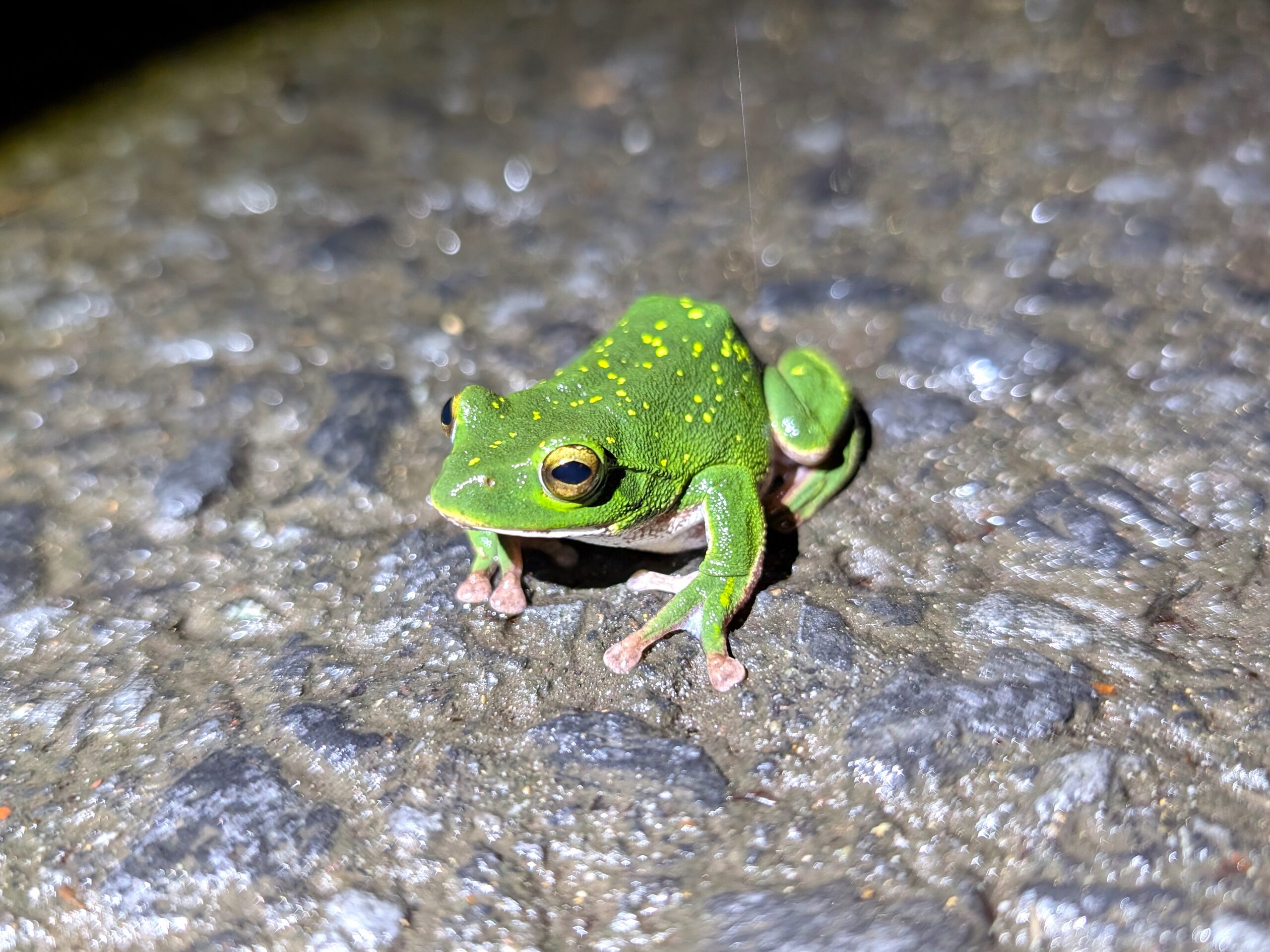 雨上がりの林道にいたシュレーゲルアオガエル
