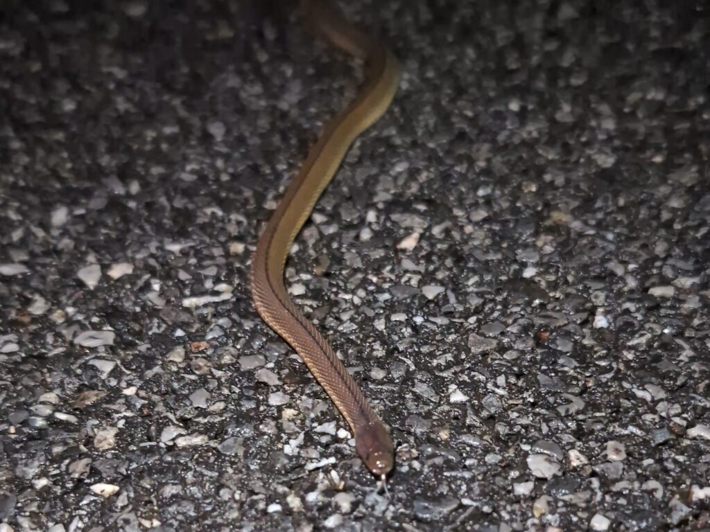 夜の林道に現れたタカチホヘビ