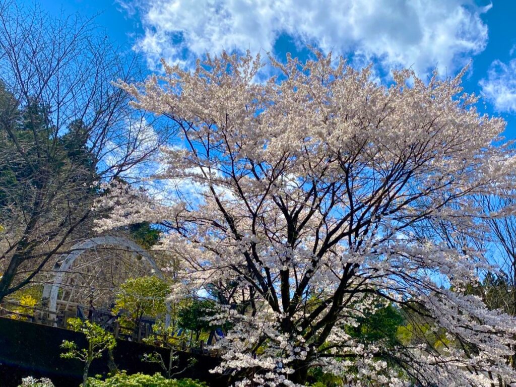 青空に生える桜の木