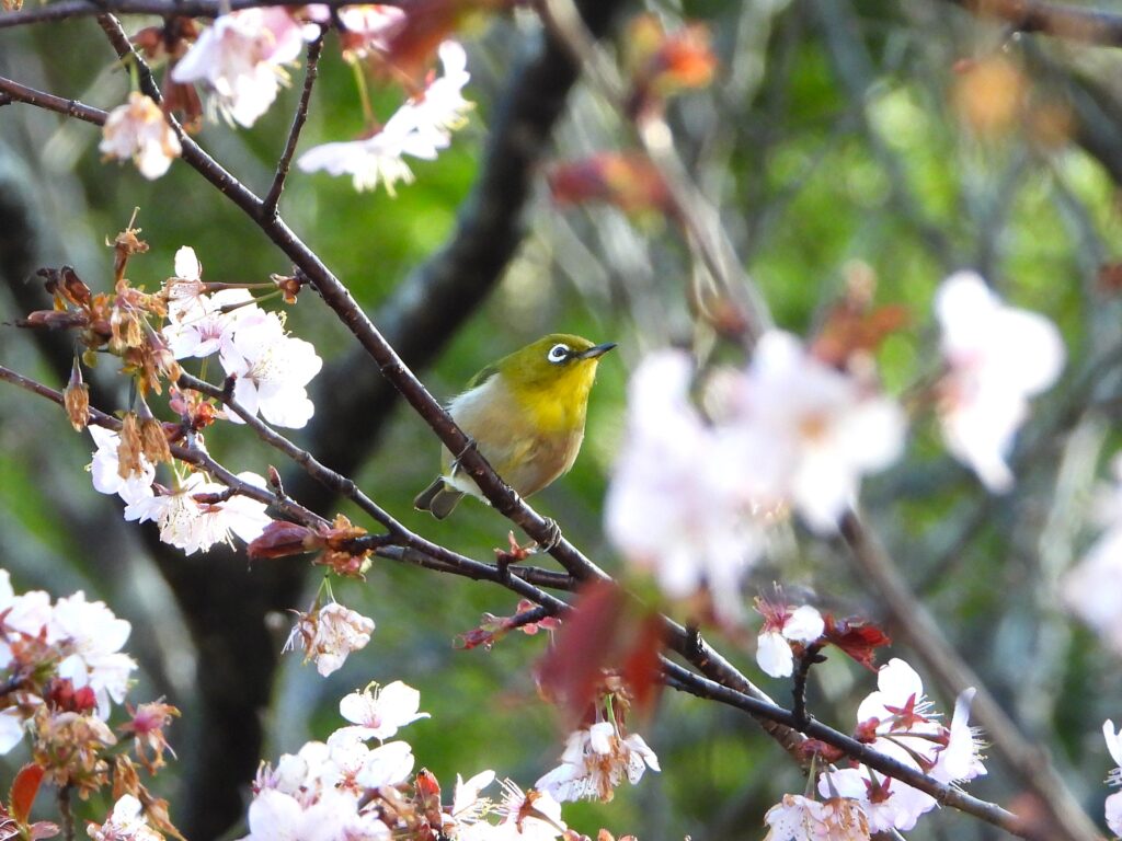 桜に来たメジロ