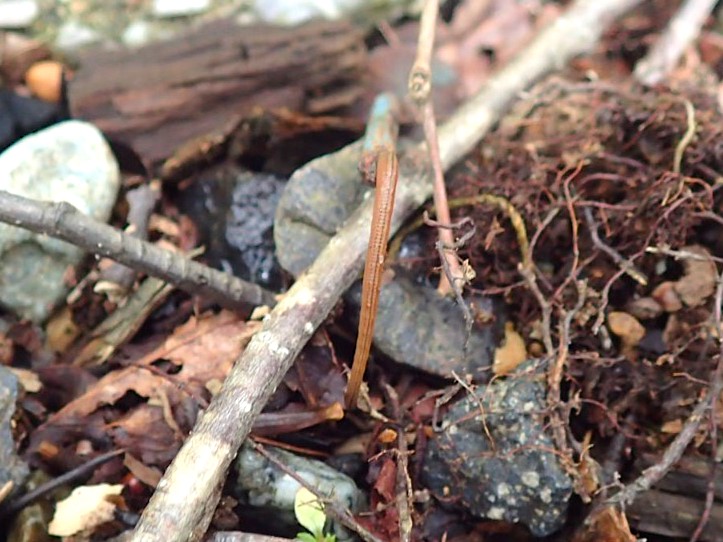 ヤマビル（山ビル）が落ち葉と枝の間に潜んでいる様子。栃木県の山中で撮影