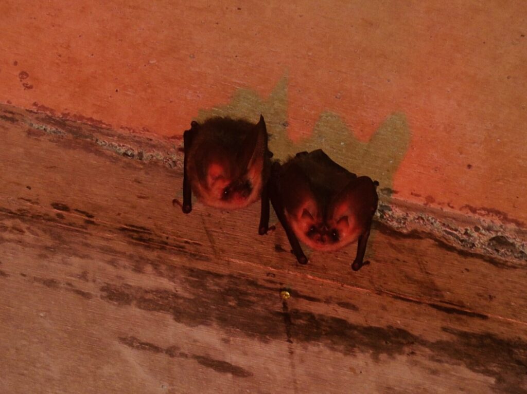 暗渠で寄り添う二ホンウサギコウモリ