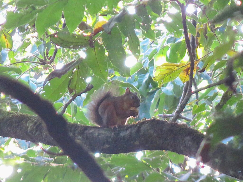 枝の上でクルミを食べる二ホンリス