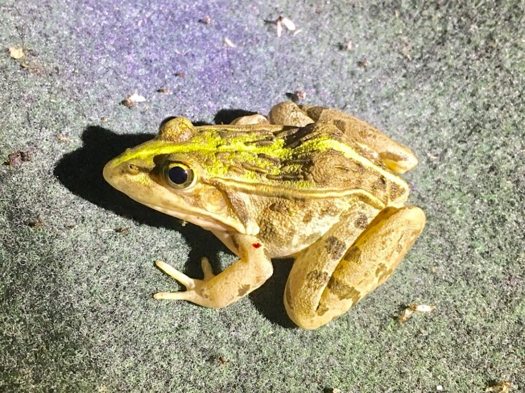 夜の道路に現れたトウキョウダルマガエル