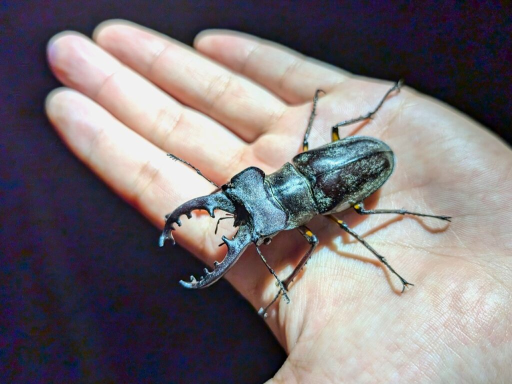 手に乗るミヤマクワガタ