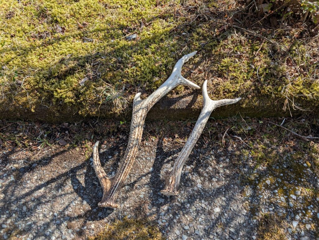 二ホンジカの角２本