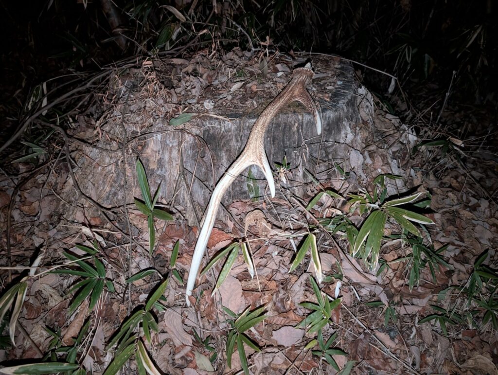 二ホンジカの角　夜に撮影