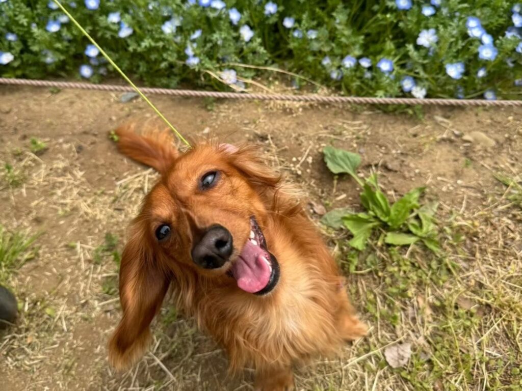 ペットと山に行く