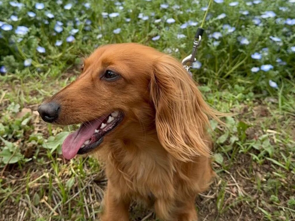 ペットと山に行く