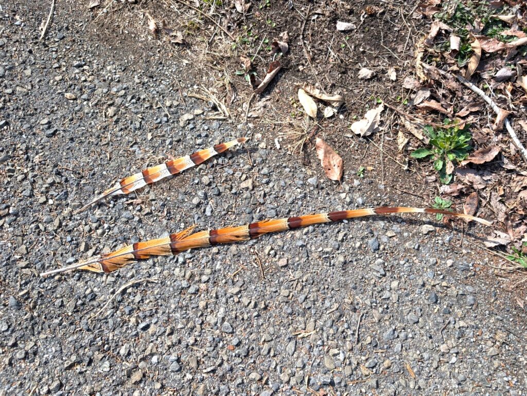 Japanese copper pheasant tail feathers on forest ground