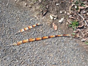 Japanese copper pheasant tail feathers on forest ground