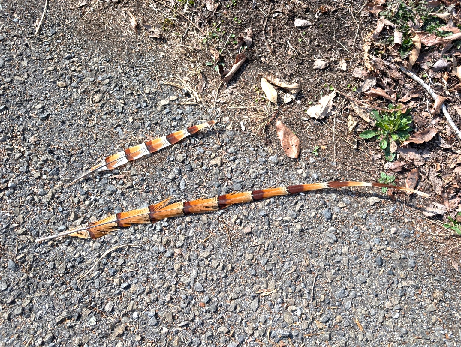 Japanese copper pheasant tail feathers on forest ground