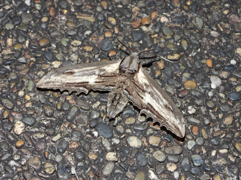 地面にいるオオシモフリスズメ