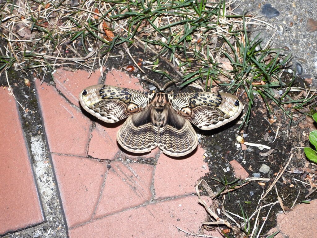 地面に止まるイボタガ
