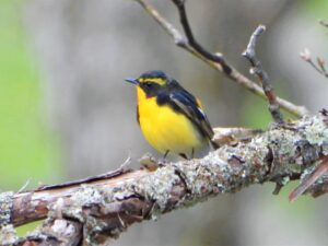 枝の上にとまるキビタキ