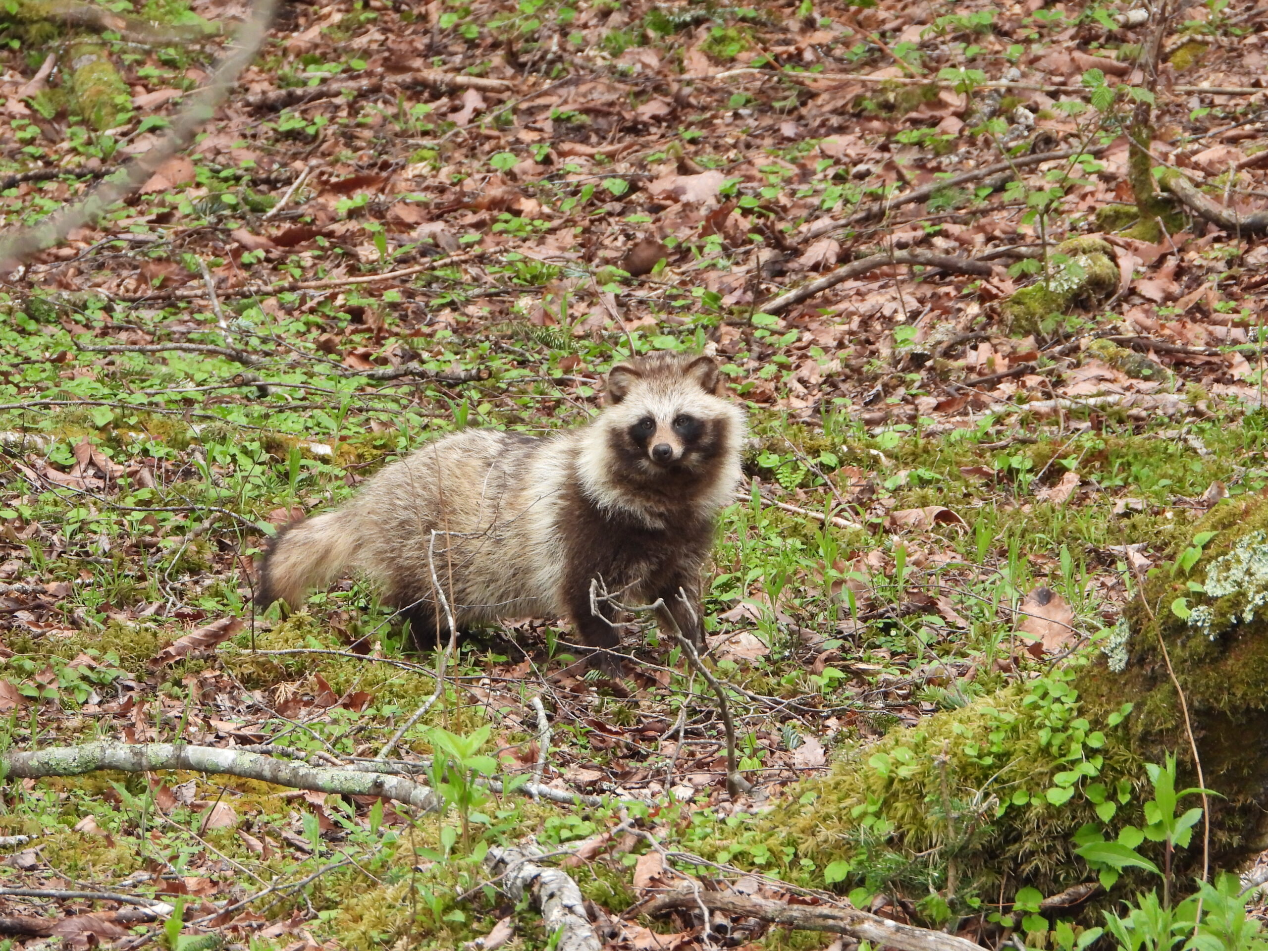 座り込むタヌキ