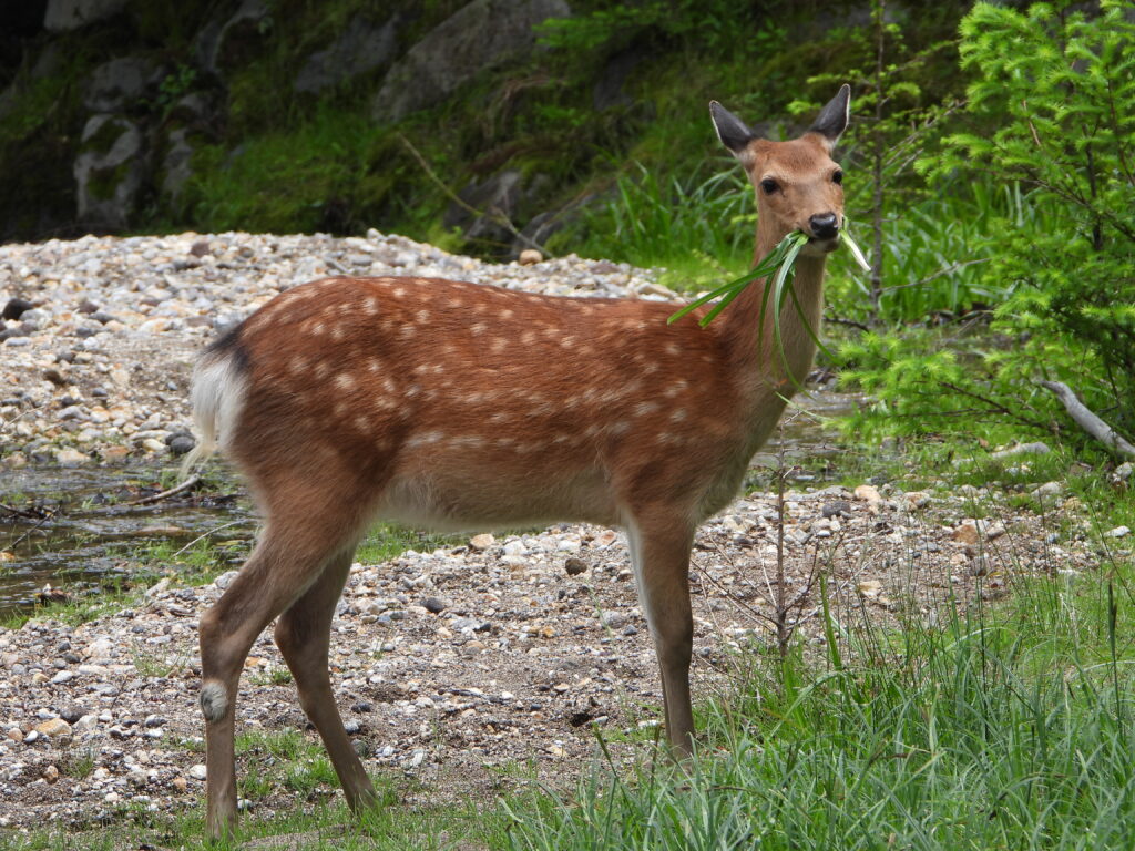 草を食べる二ホンジカの♀