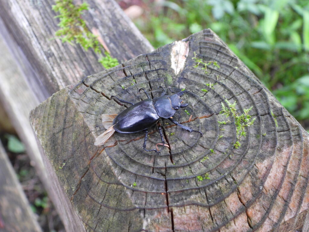 手すりにいたミヤマクワガタ♀