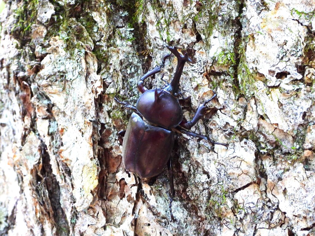木の幹にいるカブトムシ