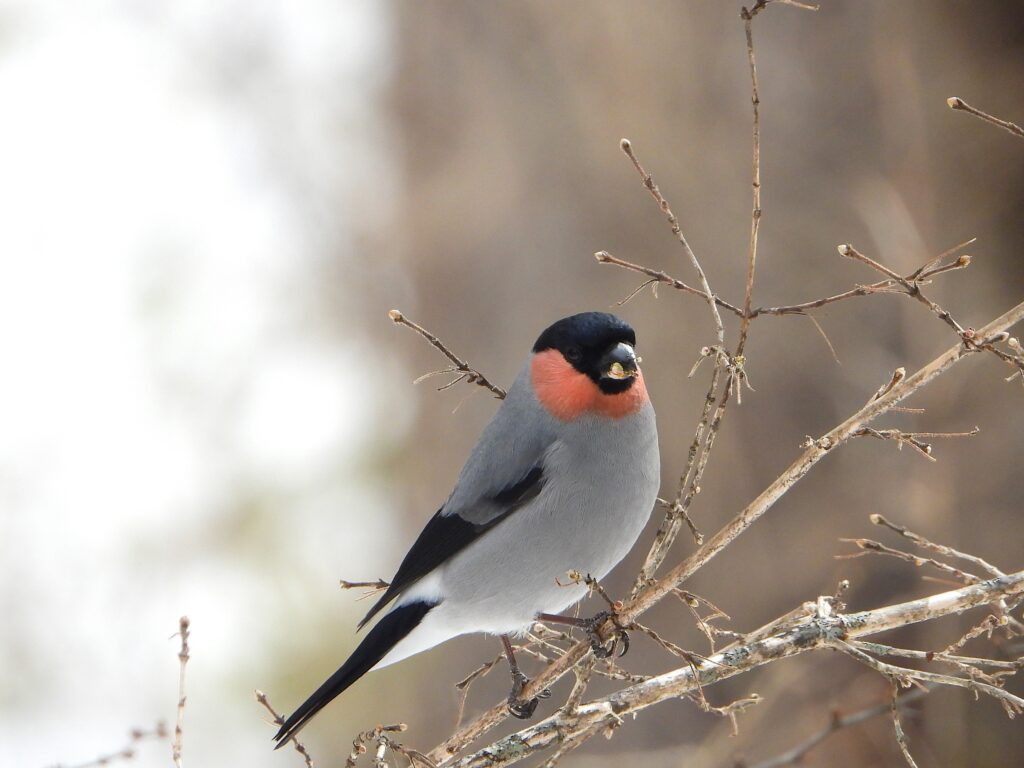 餌を食べるウソ