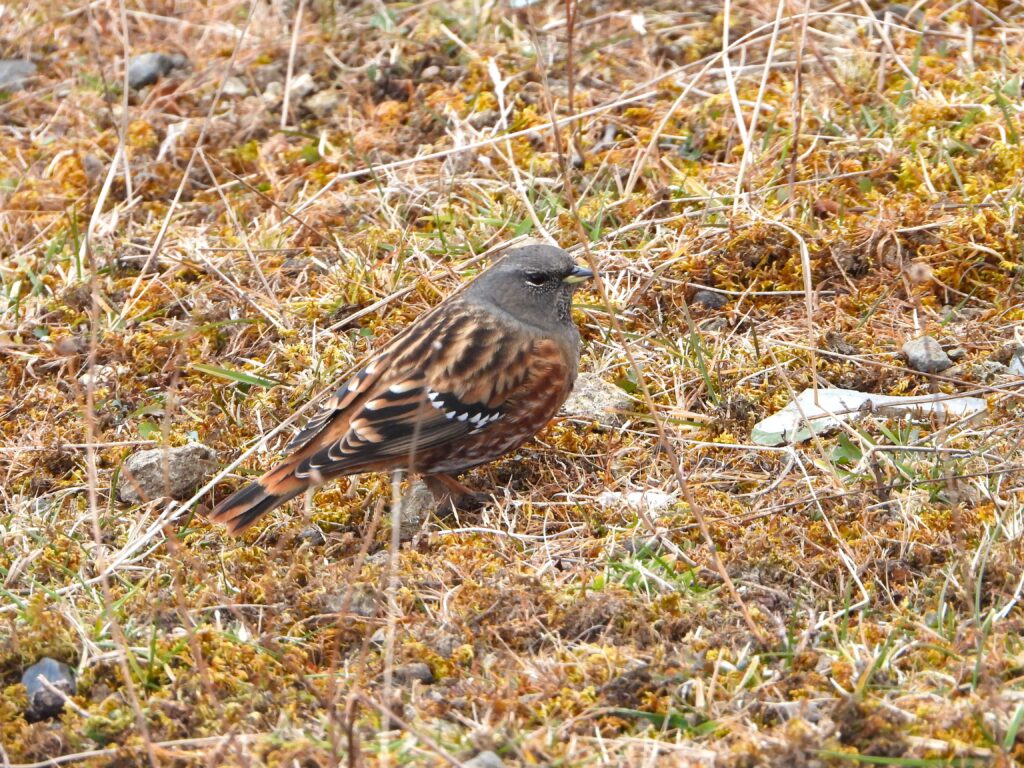 草地で歩くイワヒバリ