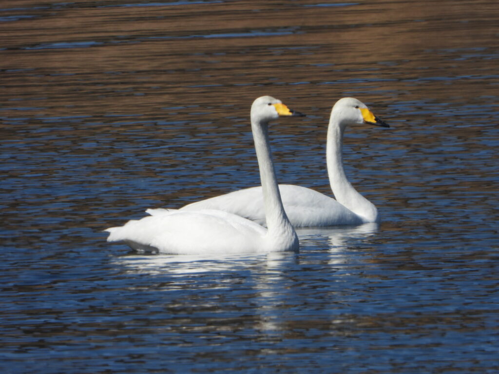 湖を優雅に泳ぐ２羽のオオハクチョウ