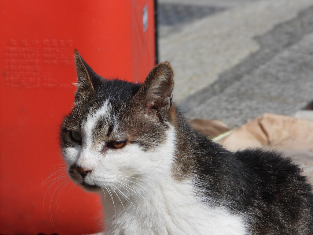 オッドアイの猫