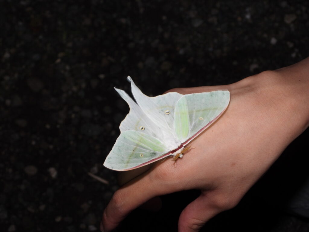 手にとまったオナガミズアオ