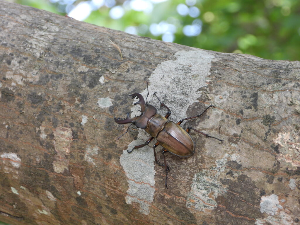 木の幹にくっつくミヤマクワガタ