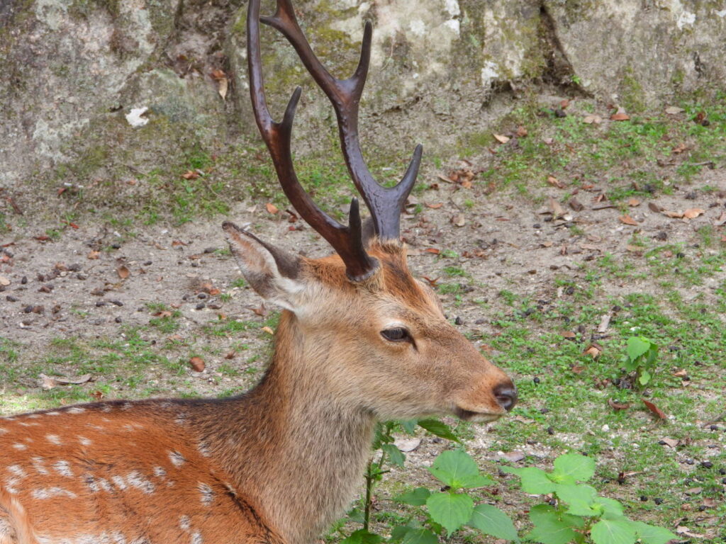 くつろぐ鹿