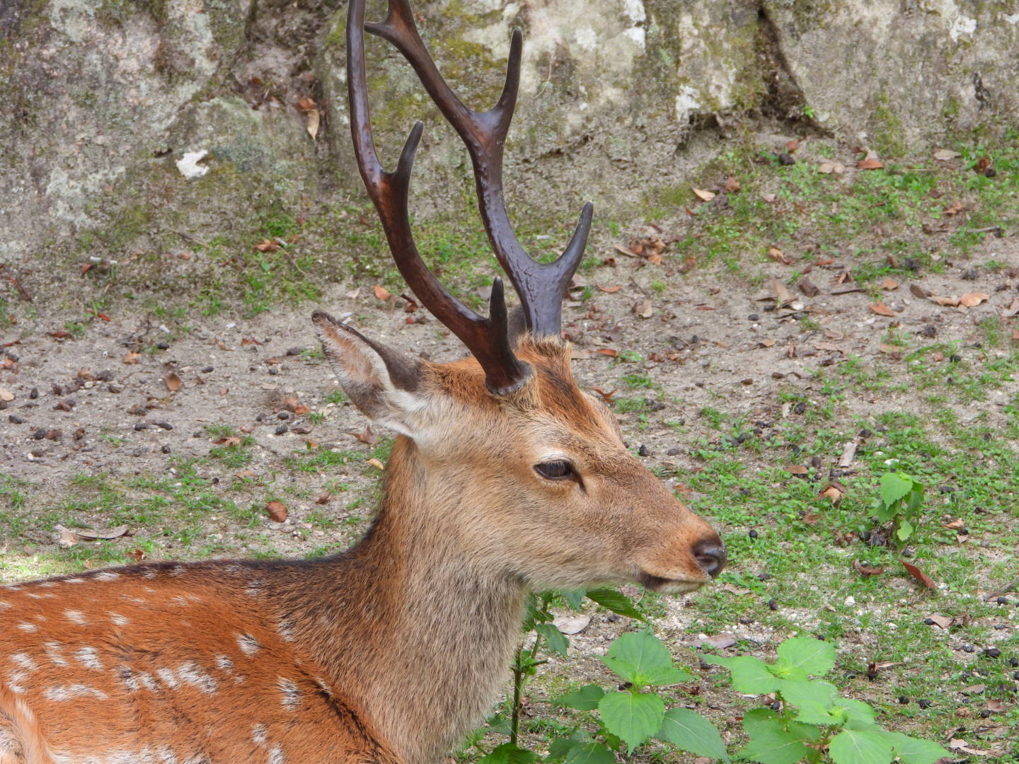 くつろぐ鹿