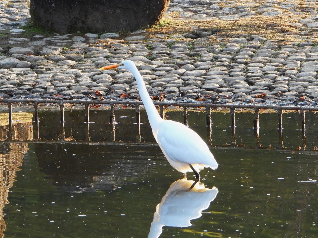 池に立つダイサギ