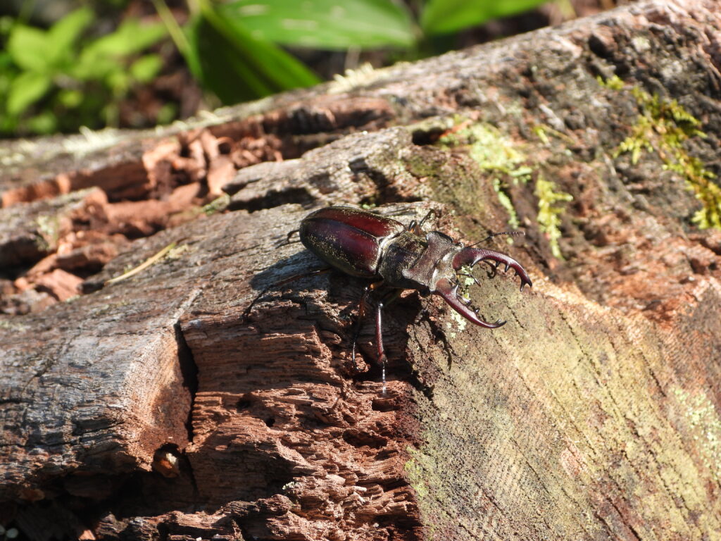 倒木の上にいるミヤマクワガタ